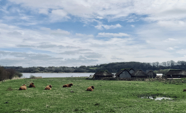 Wiesen mit Rindern un nachgebauten Wikinger-Häusern