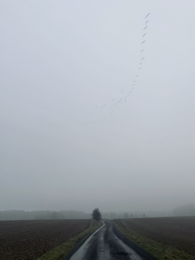 Feldweg im Nebel, darüber Kraniche fliegend